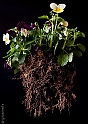 4) Terra (40D_2440_5rid)